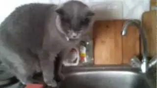 Cat vs. water