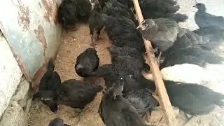 Гидропротеин для цыплят.