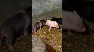 ДРАМА на ферме: Эпическая битва двух юных боксеров-поросят" 🥊👊🐖#ПаааВеткин VS #Вах