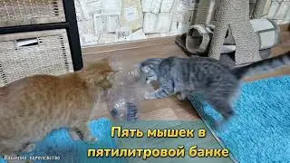 Интеллектуальные игры для котиков