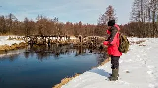 Тут ДИКИЕ щуки на ЛЕСНОЙ микро речке! Рыбалка на спиннинг в лесу 2022