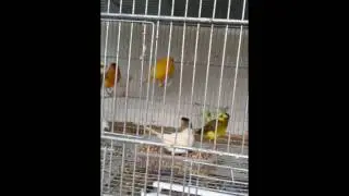كناري مختلفة فى البرد