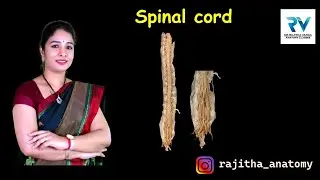 External Features of Spinal Cord by Dr. Rajitha Vanga | NEET PG | USMLE | FMGE | Neuroanatomy