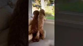 꼬리가 모든 걸 말해주는 사랑스런 댕댕이들 🐕❤️ #shorts #댕댕이 #강아지 #pets #cute #animals #dog