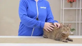 Purina One Cat Food | Chewy