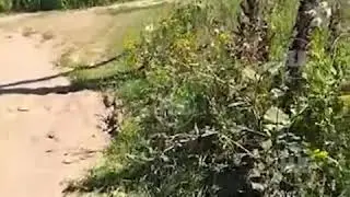 Под Тулой местный житель нашёл целое поле конопли