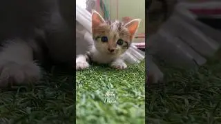 Kenalin nih, namanya Molly umur 1 bulan #kitten #kitty #anabul