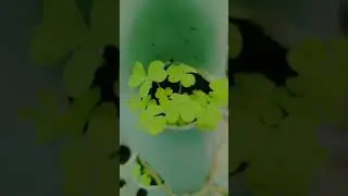 Hydroponics Towers☘️☘️