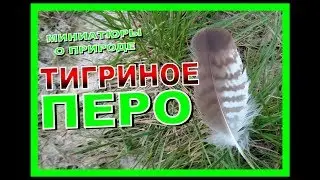 ТИГРИНОЕ ПЕРО. Видео для детей.