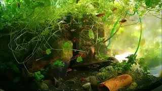 Black Aquarium
