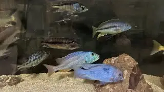 African cichlids looking absolutely beautiful 300 gallon predator Hap tank