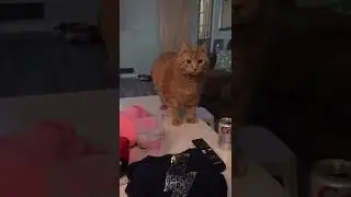 #котик сбросил банку