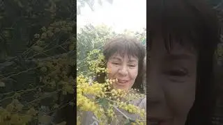 Мимоза после ливня так же хороша, как и мы с вами!Нежности, любви всем!