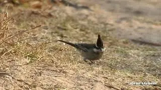 SOLDADITO COMÚN (Lophospingus pusillus)