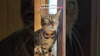 #бенгал #бенгальскаякошка #кот #cat #cute #kitten #котик #котики