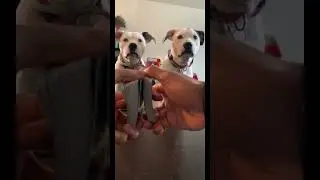 Dogs playing uno #funny #memes #dogs