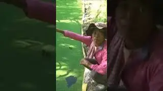 Large Azolla Pits #farming  #garden #philppines