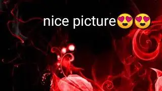 The insect picture