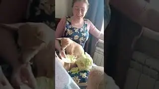 Русский тойчик ест капусту