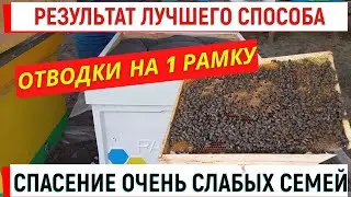 Результат ЛУЧШЕГО способа спасения ОЧЕНЬ СЛАБЫХ семей. Однорамочные отводки.