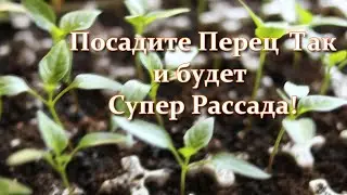Secrets about Pepper! Sowing Peppers for Seedlings Quickly and WITHOUT Hassles