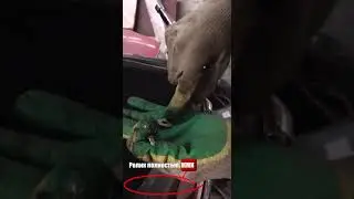 Нашли клад в Старом Мерсе😳
