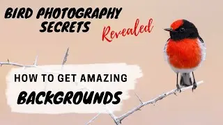 How to get amazing Backgrounds - Bird Photography Secrets Revealed - Jan Wegener Vlog -