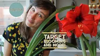 Amaryllis - flowering bulbs/caring for/waxed bulbs/how to grow/plant profile/target blooming