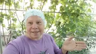 #833С утра вся в делах/Добралась до малины/Урожай перца
