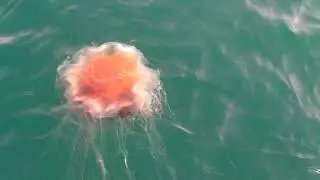 Баренцево море. Рыбалка 2017 год. Рыбачий. Самая крупная медуза в мире - волосистая цианея.