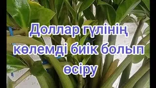 Доллар гүлінің көлемді биік болып өсіру 