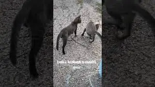 Alla scoperta di un gioco nuovo #tiktok #cat #play #viral