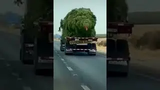 THE MONSTER TREE👹😱| FUNNY VIDEOS | Tik Tok #Shorts