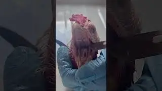 Гортань птиц  