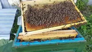 наглядно 15-20 кг мёда в зиму у пчёл. весовой улей