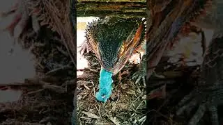 Beautiful Bearded Dragon practices Hunting Skills in Forest! | @ChuckNorrizBeardedDragons#stayrad