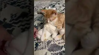 Рони) жизнь прекрасна. #cat #котки #котик #котята #catbreed #kitten