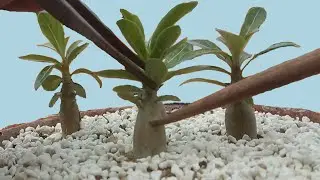 Adenium || Recognize Seed Leaves and True Leaves before 1st Potting