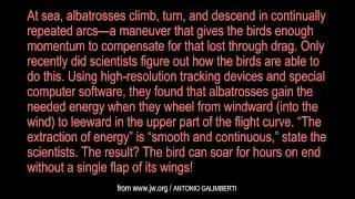 WAS IT DESIGNED? The Energy Efficient Flight of the Wandering Albatross
