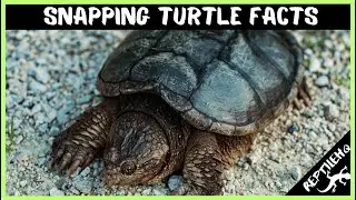 Unveiling Surprising Facts About Snapping Turtles