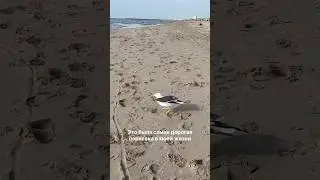 Штраф 😢 за парковку в Нидерландах 🇳🇱