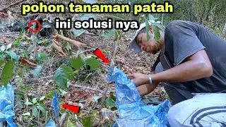 sambung pohon 100℅ berhasil #gardeningtips #rambutan