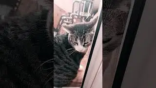Симба