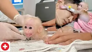 How did baby monkey Lulu bravely fight dangerous diseases? Tam told the story