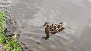 Вместо карпа поймал утку! Instead of carp, I caught a duck!