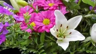 Amazing Flower Photos 2