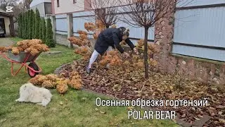 Осенняя обрезка гортензий POLAR BEAR