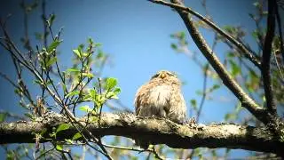 Pygmy Owl - Glaucidium passerinum in Belarus