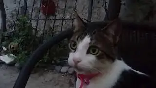KLASİK MÜZİK SEVEN KEDİ MAYA
