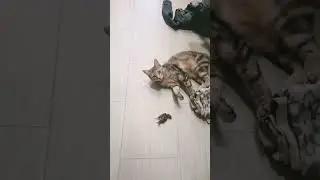 Люся поймала воробья и притащила в дом #cat #bird